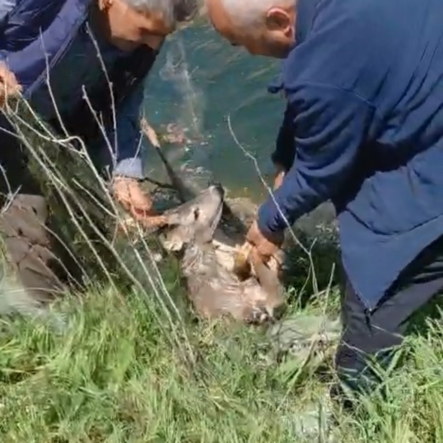 Sulama kanalına düşen karacayı vatandaşlar kurtardı