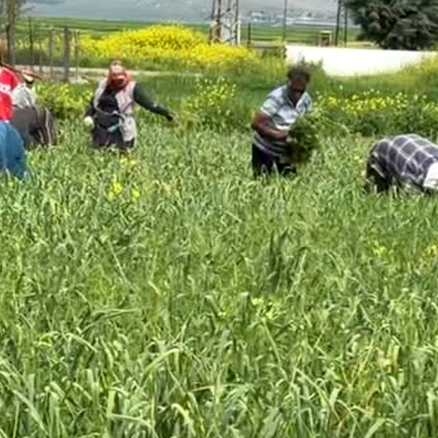 AB tescilli araban sarımsağında yabancı ot temizliği sürüyor
