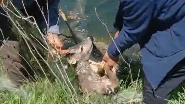 Sulama kanalına düşen karacayı vatandaşlar kurtardı
