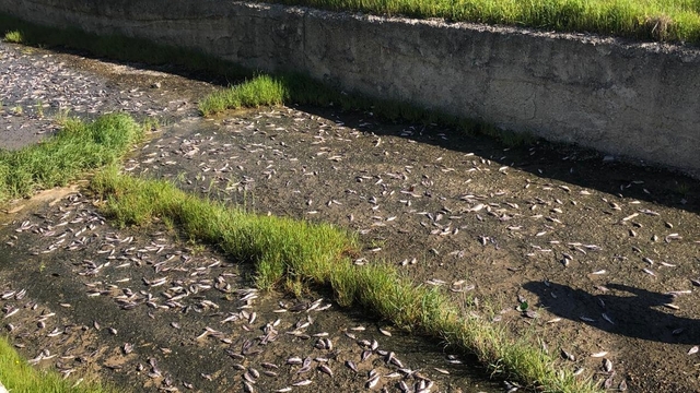 Tekirdağ'da gölde toplu balık ölümleri yaşandı