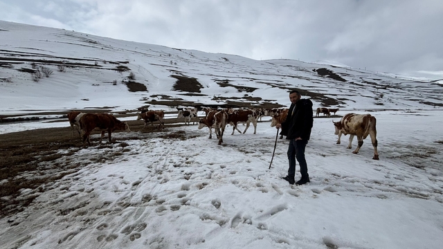 Ardahan'da kış mevsiminin uzaması hayvancılığı vurdu
Kışın uzun sürmesi yem maliyetlerini arttırıyor