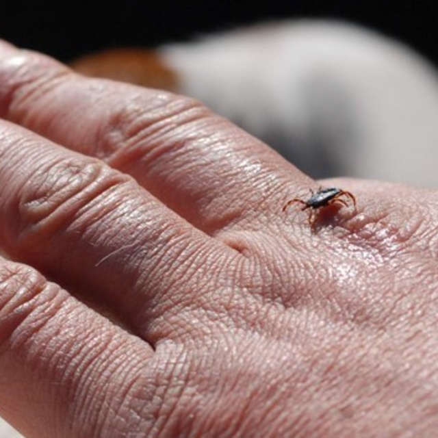 Erzincan'da kene sezonu açıldı
Doğada bulunurken kene popülâsyonuna dikkat!