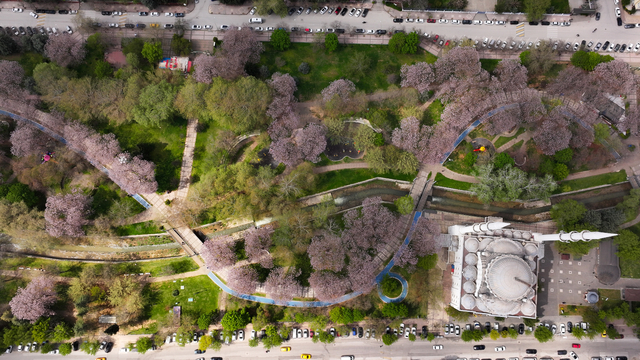 Gaziantep'te çiçek açan pavlonyalar parkları renklendirdi