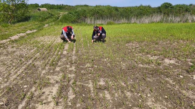 Edirne'de su baskınının zarar verdiği  tarım arazilerinde hasar tespit çalışmaları tamamlandı