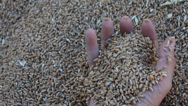 Dünya hububat üretiminde bir ilk gerçekleşecek