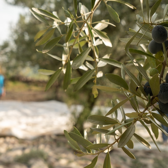 Akhisar'da zeytin için tarihi buluşma
UNESCO tescilli gelenek masaya yatırı...