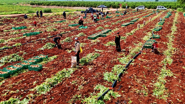 Turfanda patateste hasat başladı
Adana'da patates hasadı başladı: Tarlada 23-25 lira