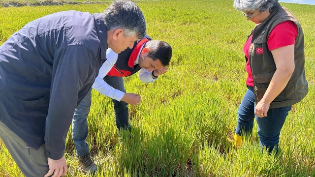 Hububat ta görülen süne ve diğer zararlılara karşı kontroller başladı