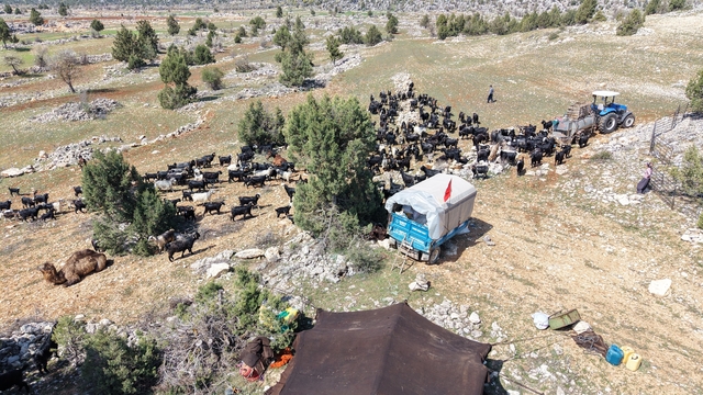 Toroslar'da Yörük göçü başladı: Sarıkeçililer yayla yolunda
Bin yıllık gelenek sürüyor, Sarıkeçililer hayvanlarıyla birlikte Toroslar'daki kadim yolculuğuna başladı