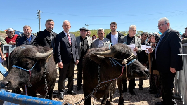 Kocaeli'deki manda yetiştiricilerine 3,4 milyon liralık destek
Kandıra'nın meşhur mandası için hedef: Süt veriminde yüzde 80 artış