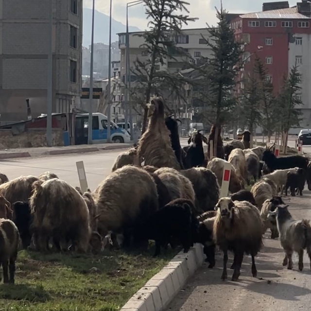 Koyunlar refüjde otladı, sürücüler bekledi