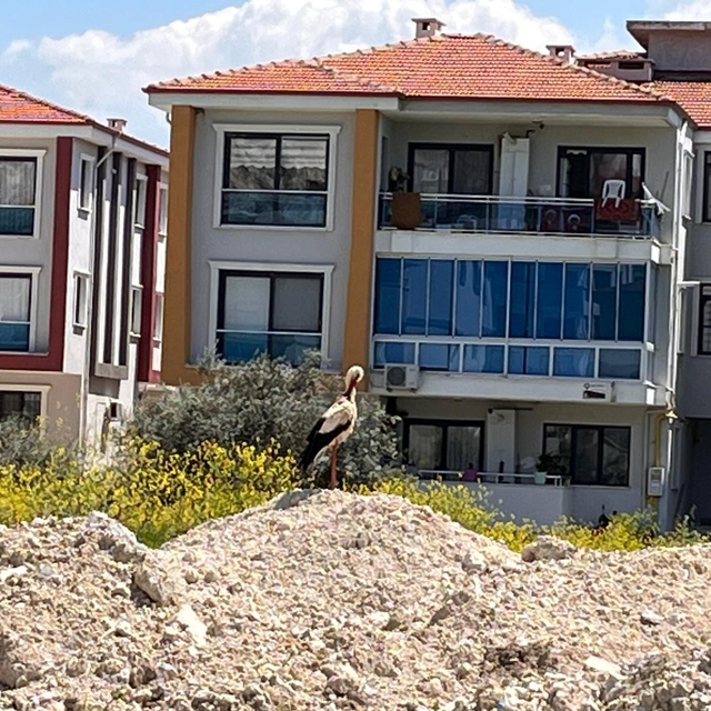 Yatağan'ı leylekler mesken tuttu