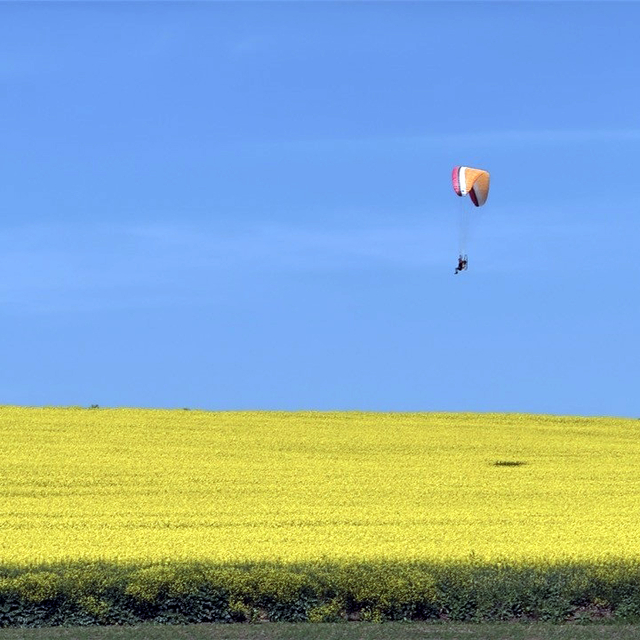 Sarı renge bürünen kanola tarlası üzerinde paramotorla uçtu
