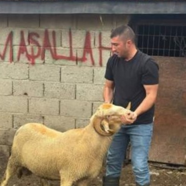 Burhaniye'de kurbanlıklar satışa çıktı