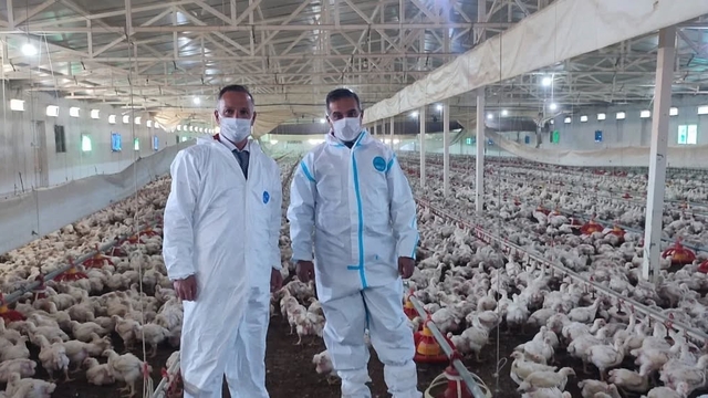 Aydın'da kanatlı üretimi 71 işletmede sürüyor