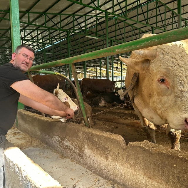 Bursa'da kurban hareketliliği: Tonluk boğayı 400 bin liraya sattı