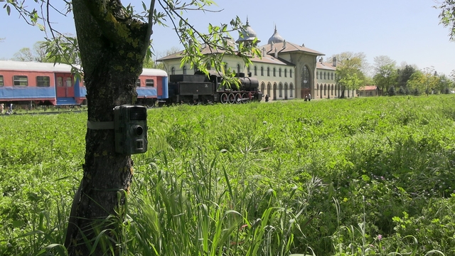 Edirne'de fotokapanlar yaban hayatını görüntülüyor
Kampüste biyoçeşitliliği fotokapan yakaladı