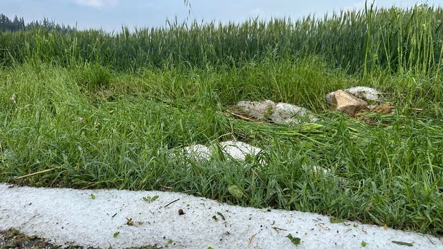 Osmaniye'de dolu ekili tarım alanlarına zarar verdi