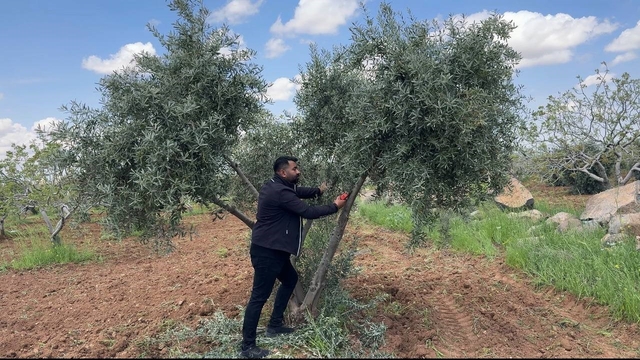 Şanlıurfa'da zeytin üreticilerine kritik uyarı
Bahar bakımında hastalık ve zararlılara dikkat