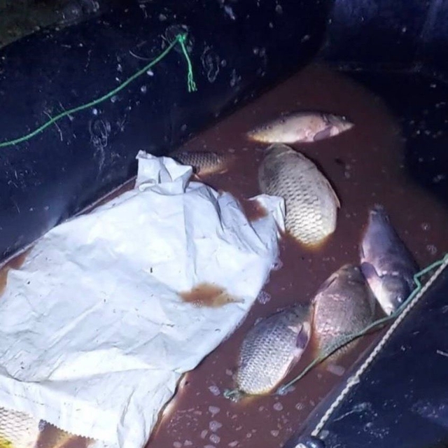 Bolu'da 350 kilo sazan kurtarıldı