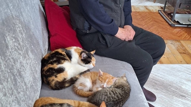 Sokak kedilerine evinin kapısını açtı, onlara yuva oldu