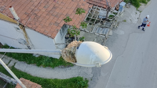 Amasya'da kuş yuvası bozulmasın diye sokak lambası değiştirilmedi