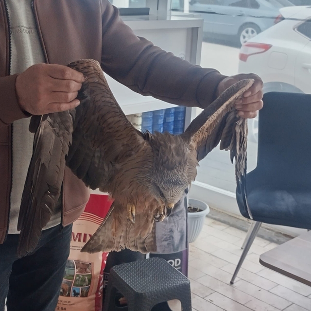 Sivas'ta yaralı bulunan Kızıl şahin koruma altına alındı