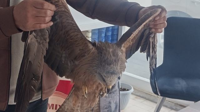 Sivas'ta yaralı bulunan Kızıl şahin koruma altına alındı