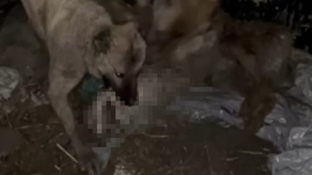 Ahıra girmeye çalışan kurdu kangallar telef etti