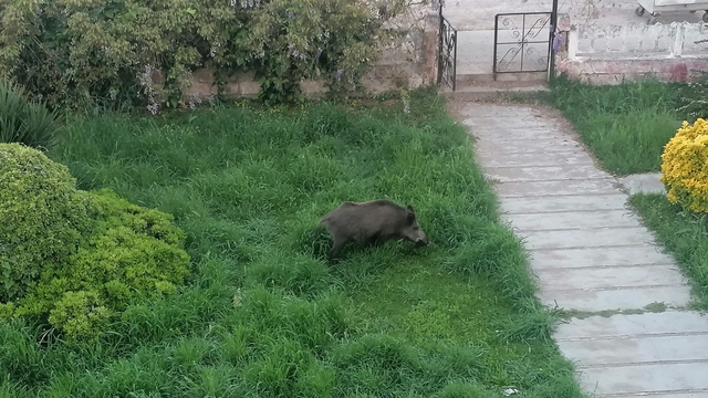 Ayvalık'ta Çamlık'ı yaban domuzları bastı