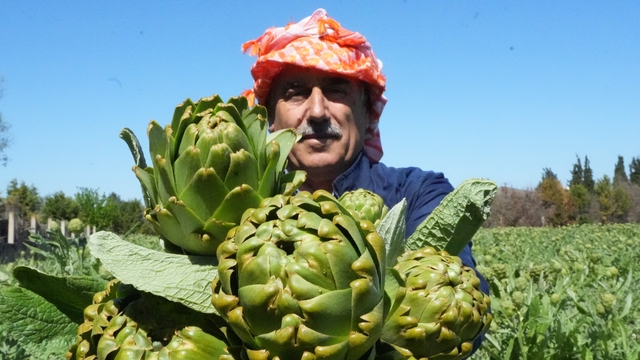 Urla'da sakız enginarının hasat mesaisi sürüyor
Karaciğer dostu tescilli sakız enginarı tarladan sofralara uzanıyor