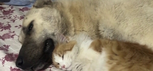Kedi ile Kangal köpeklerinin dostluğu görenleri şaşırtıyor