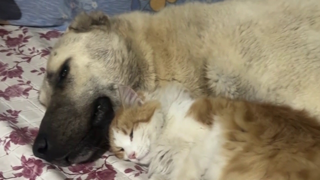 Kedi ile Kangal köpeklerinin dostluğu görenleri şaşırtıyor