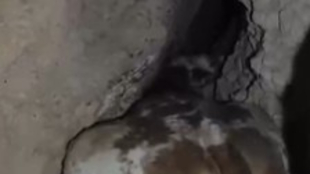 Dağlık alanda otlarken mağaraya düşen inek mağaraya inebilecek kasap bulunamayınca telef oldu
İnek sahibinin 'Beni indirin' talebine de kurtarma ekipleri tarafından izin verilmedi
İnek sahibi Mustafa Kahya:
"Hayvan oraya nasıl sıkışmış, beni içeriye iple salın ben bakayım''