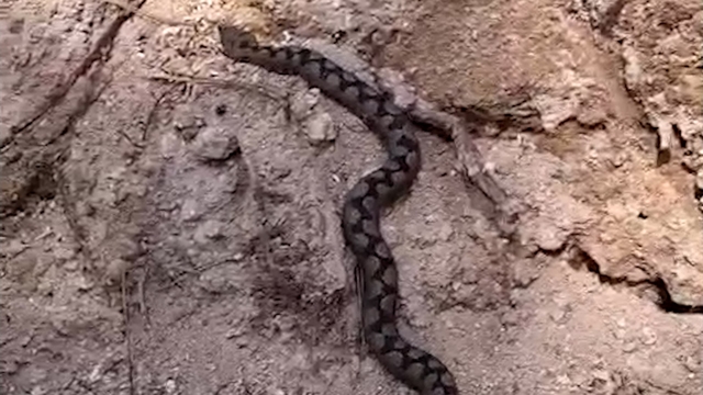Bolu'da odun yığınları arasında nesli tehlike altında olan zehirli yılan görüntülendi