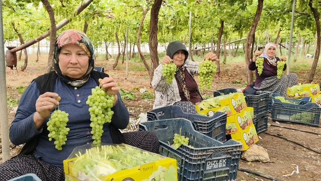 Silifke'de sezonun ilk üzümü hasat edildi, kilosu 600 TL'den ihraç edildi