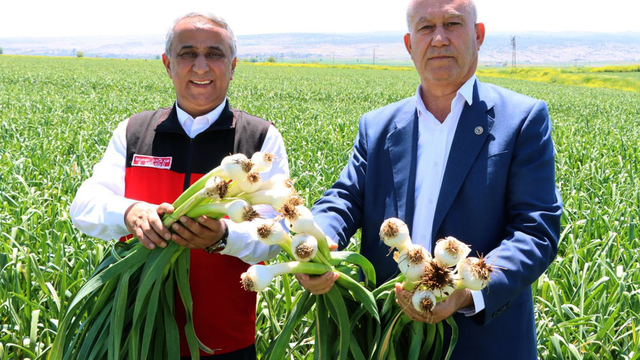 Gaziantep İl Tarım ve Orman Müdürü Sağlam, Araban Ovası'nda incelemede bulundu