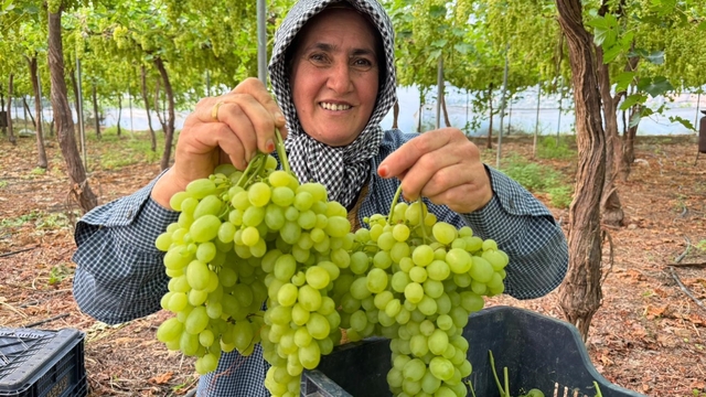 Mersin'de ilk hasadı yapılan üzüm, kilosu 600 TL'ye ihraç edildi