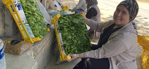 Üzümden önce yaprağı kazandırıyor
Kuru üzüm 90, yaprağı 120 TL