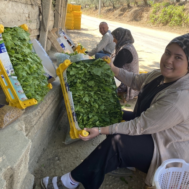 Üzümden önce yaprağı kazandırıyor
Kuru üzüm 90, yaprağı 120 TL