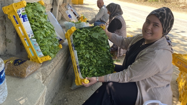 Üzümden önce yaprağı kazandırıyor
Kuru üzüm 90, yaprağı 120 TL