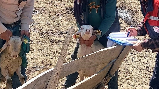 Kuzuların gelişim süreçleri kontrol edildi