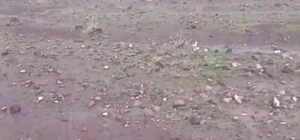 Iğdır'da sağanak ve dolu sonrası sel: Hayvanlar son anda kurtarıldı