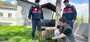 Ağın'da yaralı dağ keçisi koruma altına alındı