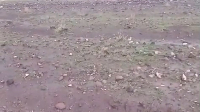 Iğdır'da sağanak ve dolu sonrası sel: Hayvanlar son anda kurtarıldı