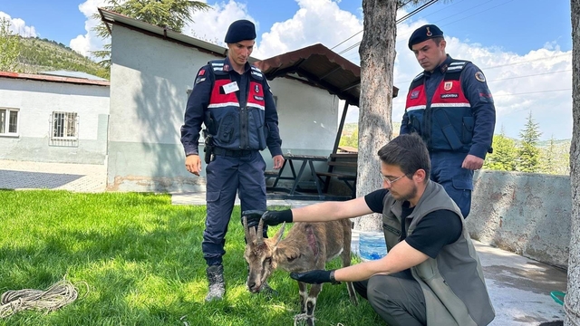 Ağın'da yaralı dağ keçisi koruma altına alındı
