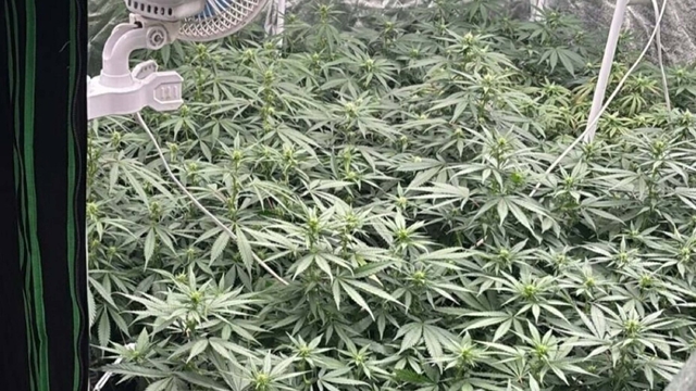 Kuşadası'nda uyuşturucu operasyonu; 3 gözaltı