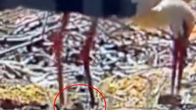 Göçten 15'nci kez gelen Yaren leylek baba oldu