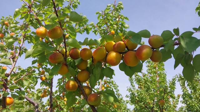 Mersin'de kayısı hasadı başladı, üretici verimden memnun