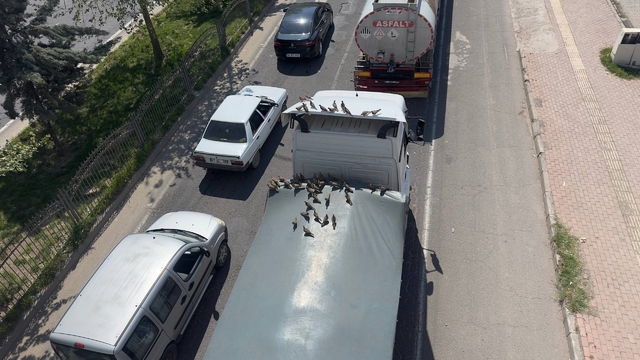 Kırmızı ışıkla birlikte kumruların ziyafeti başlıyor
Kumrulardan sürücülere pusu